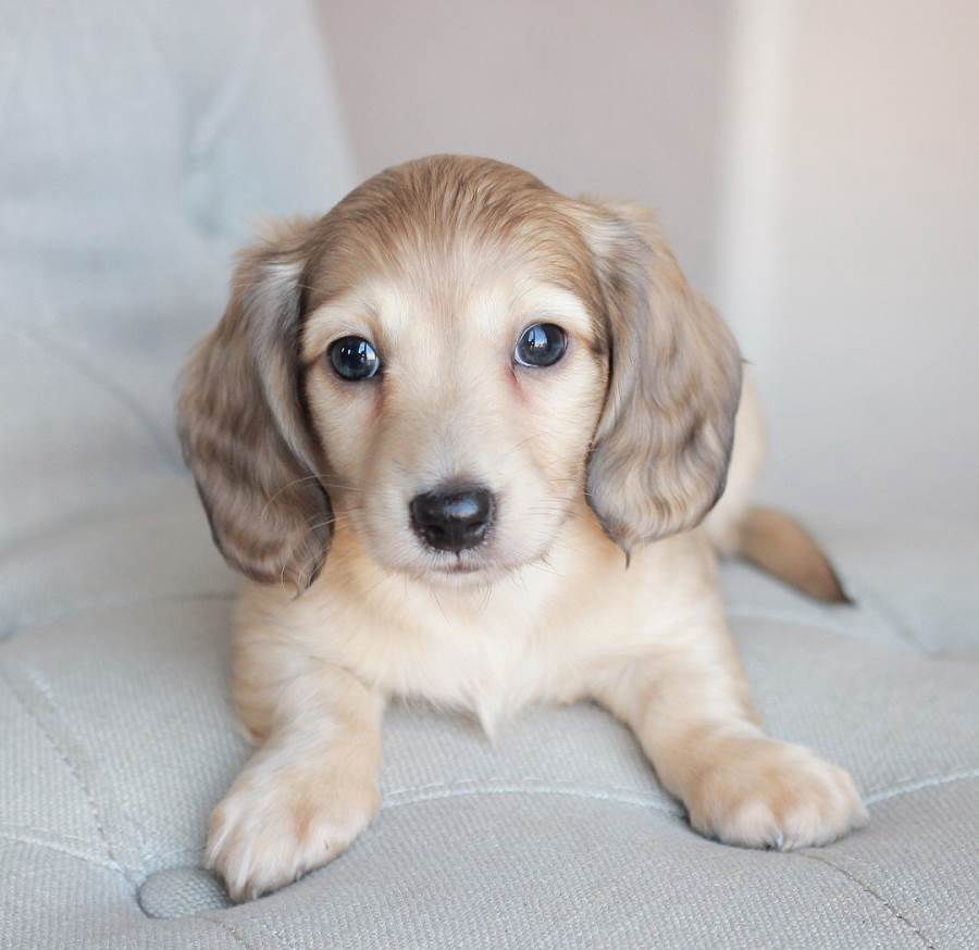 Mini / Miniature Dachshund Puppies for Sale 50 OFF Prices