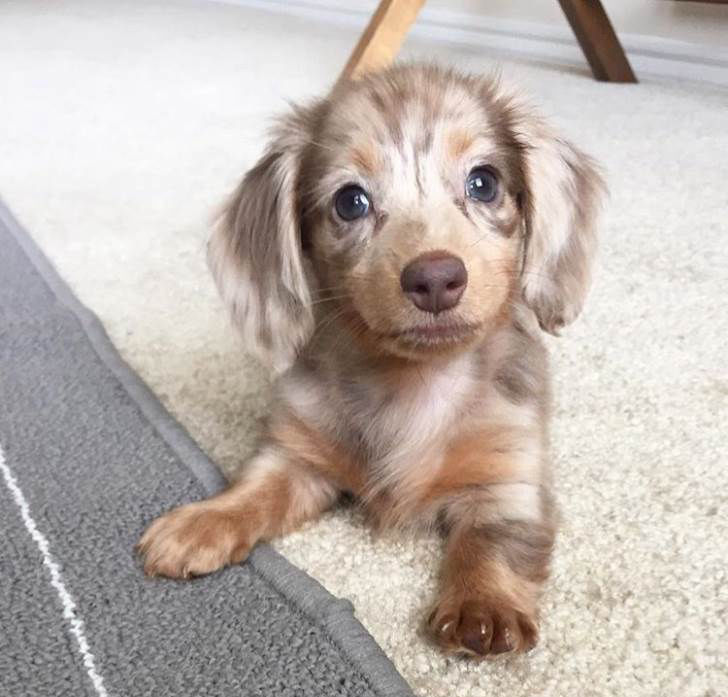 Miniature Long Haired Dapple Dachshund Puppies For Sale