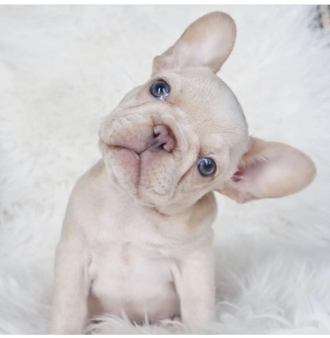 Mini French Bulldog for Sale Top Breeders & Best Prices