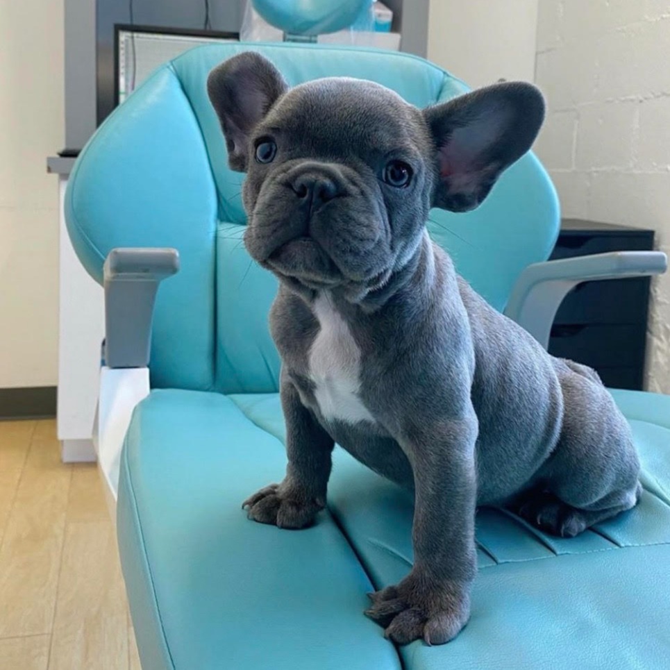 Mini French Bulldog for Sale - Top Breeders & Best Prices