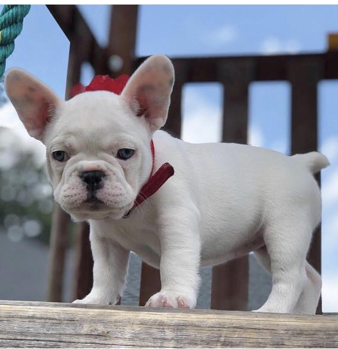 Mini French Bulldog for Sale Top Breeders & Best Prices