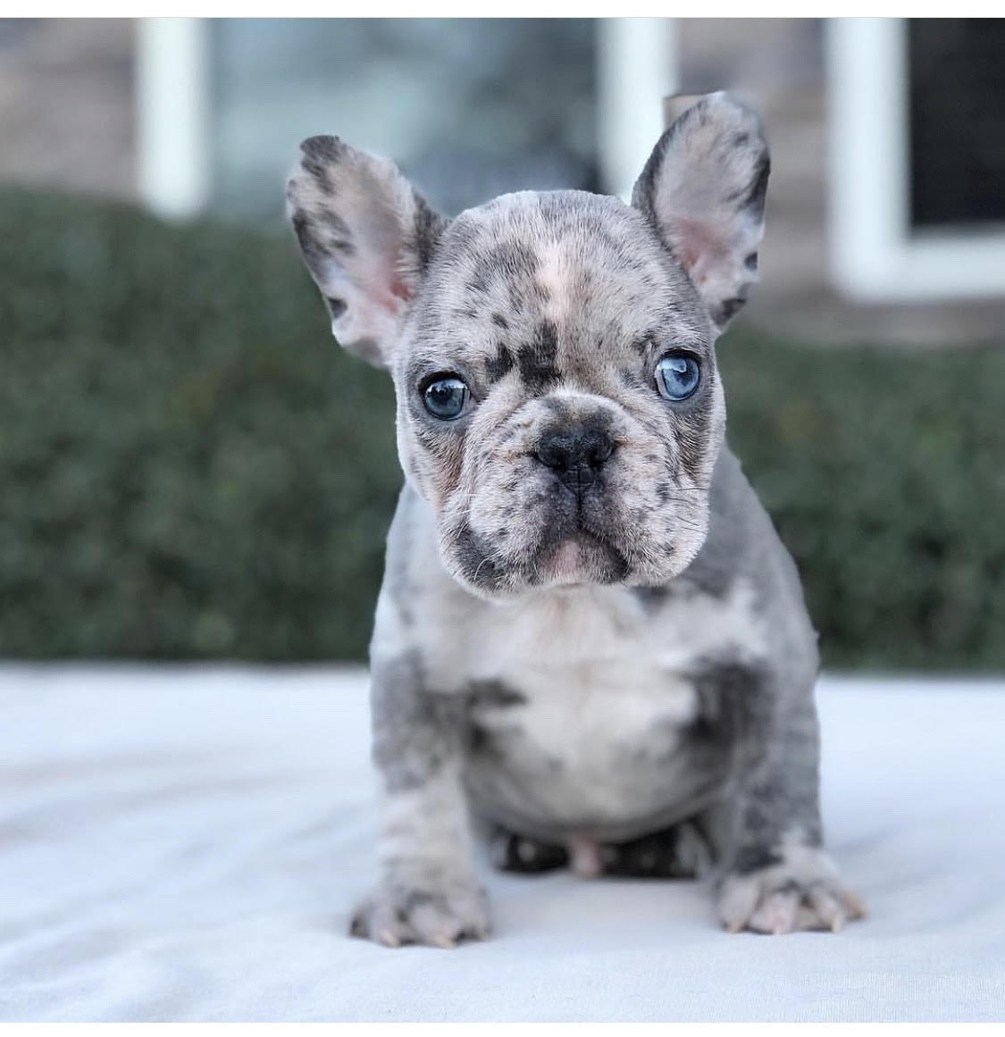 44 Best Images Micro French Bulldog Puppies For Sale